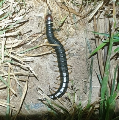 Cormocephalus sp.(genus) (Scolopendrid Centipede) at Jarramlee-West MacGregor Grasslands - 30 Oct 2023 by LD12
