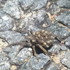 Lycosidae (family) (Wolf spider) at Dunlop, ACT - 30 Oct 2023 by LD12