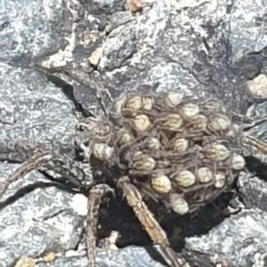 Lycosidae (family) at Dunlop, ACT - 30 Oct 2023 08:38 PM