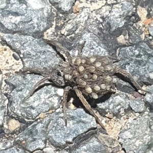 Lycosidae (family) at Dunlop, ACT - 30 Oct 2023