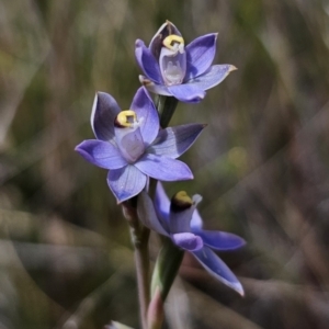 Thelymitra peniculata at QPRC LGA - 30 Oct 2023