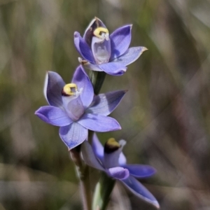 Thelymitra peniculata at QPRC LGA - 30 Oct 2023