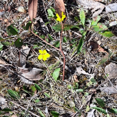 Goodenia hederacea subsp. hederacea (Ivy Goodenia, Forest Goodenia) at Mount Majura - 29 Oct 2023 by abread111