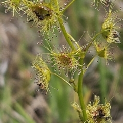 Drosera gunniana (Pale Sundew) at Belconnen, ACT - 23 Oct 2023 by sangio7