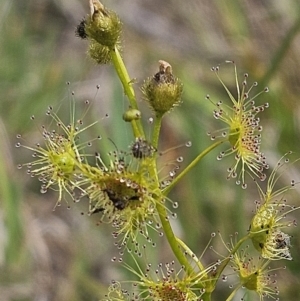 Drosera gunniana at Belconnen, ACT - 23 Oct 2023