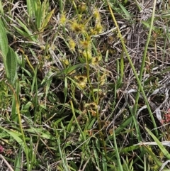 Drosera gunniana at Belconnen, ACT - 23 Oct 2023