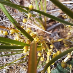 Lomandra filiformis subsp. coriacea (Wattle Matrush) at Mount Majura - 29 Oct 2023 by abread111