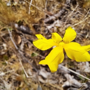 Goodenia pinnatifida at Majura, ACT - 29 Oct 2023