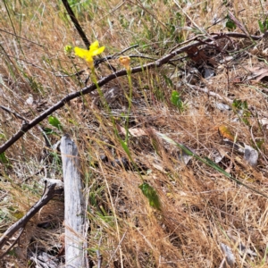 Goodenia pinnatifida at Majura, ACT - 29 Oct 2023 04:08 PM