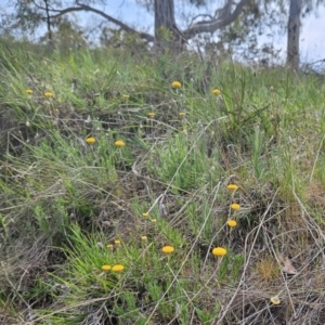 Leptorhynchos squamatus subsp. squamatus at Belconnen, ACT - 23 Oct 2023