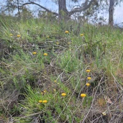 Leptorhynchos squamatus subsp. squamatus (Scaly Buttons) at Belconnen, ACT - 23 Oct 2023 by sangio7