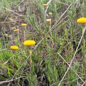 Leptorhynchos squamatus subsp. squamatus at Belconnen, ACT - 23 Oct 2023