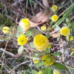 Trifolium campestre at Majura, ACT - 29 Oct 2023