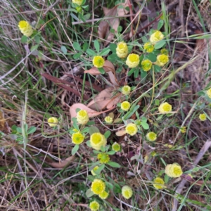 Trifolium campestre at Majura, ACT - 29 Oct 2023