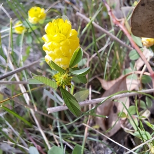 Trifolium campestre at Majura, ACT - 29 Oct 2023