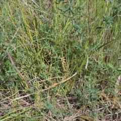 Lomandra filiformis subsp. coriacea (Wattle Matrush) at The Pinnacle - 22 Oct 2023 by sangio7