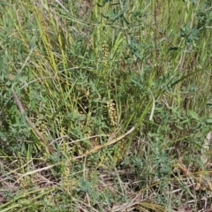 Lomandra filiformis subsp. coriacea (Wattle Matrush) at Belconnen, ACT - 23 Oct 2023 by sangio7