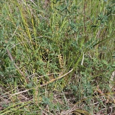 Lomandra filiformis subsp. coriacea (Wattle Matrush) at The Pinnacle - 22 Oct 2023 by sangio7