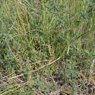 Lomandra filiformis subsp. coriacea (Wattle Matrush) at Belconnen, ACT - 23 Oct 2023 by sangio7