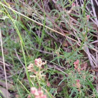 Haloragis heterophylla (Variable Raspwort) at Majura, ACT - 29 Oct 2023 by abread111