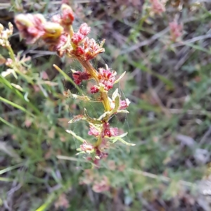 Haloragis heterophylla at Majura, ACT - 29 Oct 2023