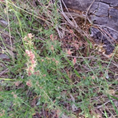 Haloragis heterophylla at Majura, ACT - 29 Oct 2023