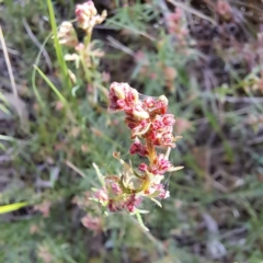 Haloragis heterophylla at Majura, ACT - 29 Oct 2023