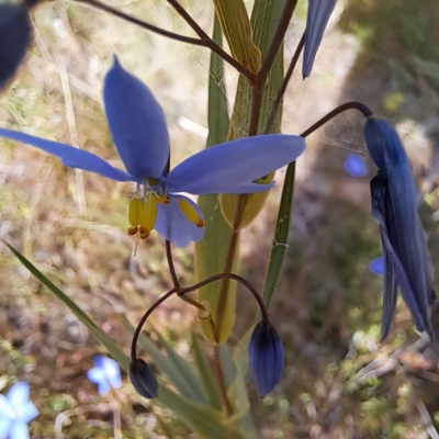 Stypandra glauca (Nodding Blue Lily) at Mount Majura - 29 Oct 2023 by abread111