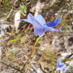 Wahlenbergia stricta subsp. stricta at Majura, ACT - 29 Oct 2023