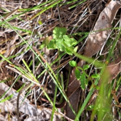 Wahlenbergia stricta subsp. stricta at Majura, ACT - 29 Oct 2023