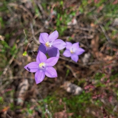 Wahlenbergia stricta subsp. stricta at Majura, ACT - 29 Oct 2023