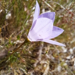 Wahlenbergia stricta subsp. stricta at Majura, ACT - 29 Oct 2023