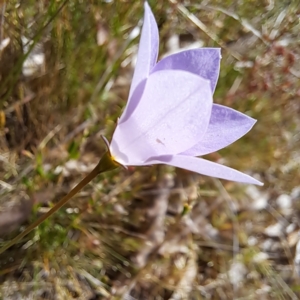 Wahlenbergia stricta subsp. stricta at Majura, ACT - 29 Oct 2023 04:36 PM