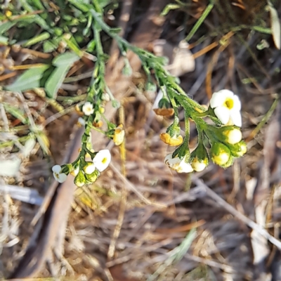 Hackelia suaveolens (Sweet Hounds Tongue) at Mount Majura - 29 Oct 2023 by abread111