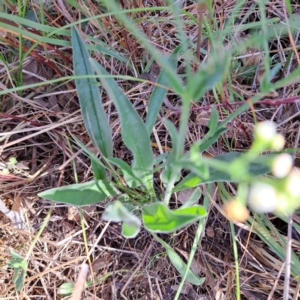 Hackelia suaveolens at Majura, ACT - 29 Oct 2023