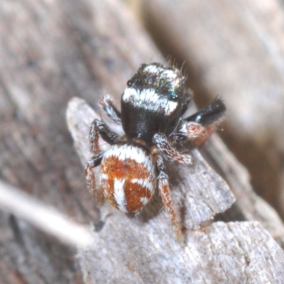 Pellenes bitaeniatus (A jumping spider) at Rendezvous Creek, ACT - 29 Oct 2023 by Harrisi