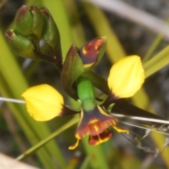 Diuris semilunulata (Late Leopard Orchid) at Rendezvous Creek, ACT - 29 Oct 2023 by Harrisi