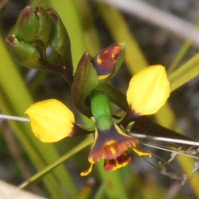 Diuris semilunulata (Late Leopard Orchid) at Rendezvous Creek, ACT - 29 Oct 2023 by Harrisi