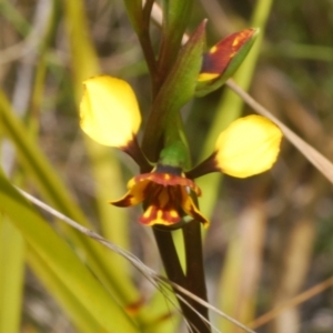 Diuris semilunulata at Rendezvous Creek, ACT - 29 Oct 2023