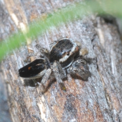 Maratus proszynskii (Peacock spider) at Rendezvous Creek, ACT - 29 Oct 2023 by Harrisi