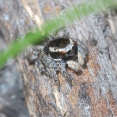 Maratus proszynskii at Rendezvous Creek, ACT - 29 Oct 2023 02:22 PM