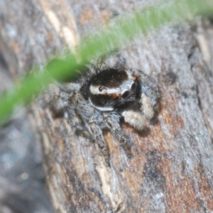 Maratus proszynskii at Rendezvous Creek, ACT - 29 Oct 2023 02:22 PM