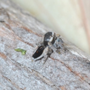 Maratus proszynskii at Rendezvous Creek, ACT - 29 Oct 2023 02:22 PM