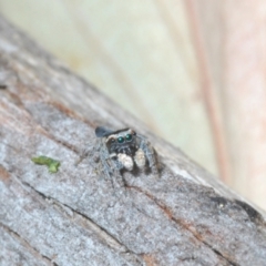 Maratus proszynskii at Rendezvous Creek, ACT - 29 Oct 2023 02:22 PM