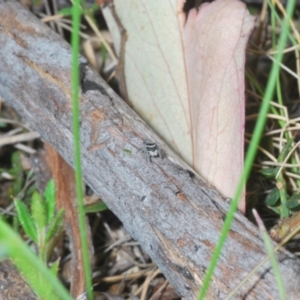 Maratus proszynskii at Rendezvous Creek, ACT - 29 Oct 2023 02:22 PM