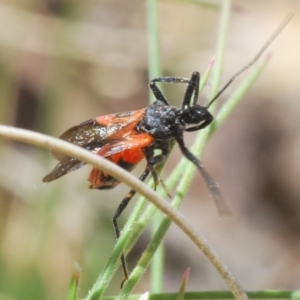 Ectomocoris ornatus at Rendezvous Creek, ACT - 29 Oct 2023