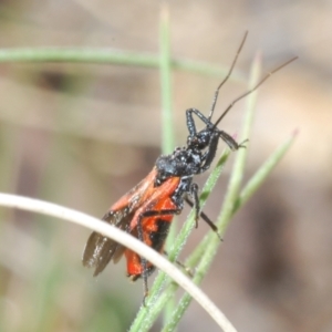 Ectomocoris ornatus at Rendezvous Creek, ACT - 29 Oct 2023