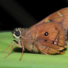 Ocybadistes walkeri at Capalaba, QLD - 27 Oct 2023 by TimL