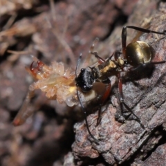 Polyrhachis ammon at Capalaba, QLD - 28 Oct 2023 by TimL