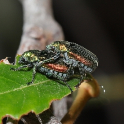 Diphucephala elegans at Capalaba, QLD - 28 Oct 2023 by TimL